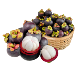 Vietnam Mangosteen (I0008694)