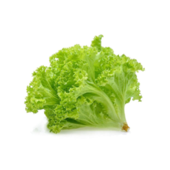 Vietgap green lolo lettuce – 200G/Pack